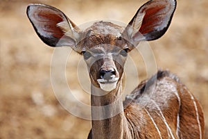 Young impala antelopes