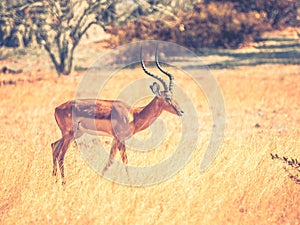 Young impala in dry grass of savanna