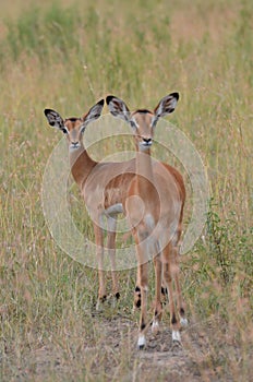 Young impala gazzelles in serengeti national park in tanzania