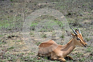 A young impala ram resting in the field