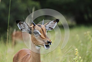 Young impala in south africa
