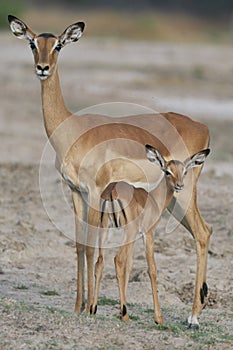 Young Impala in South Luangwa National Park, Zambia