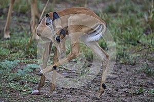 Young Impala in South Luangwa National Park, Zambia