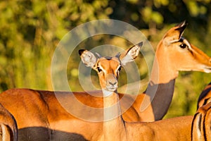 Young Impala starring at the camera.