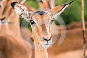 Young Impala up close to the camera. Kruger National Park, South Africa