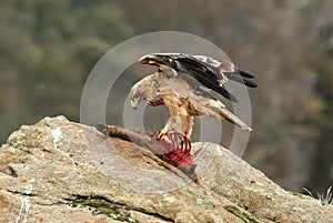 Young imperial eagle feeds into the rock. photo