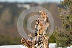 young imperial eagle on its perch