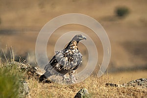 Joven águila en montanas de 