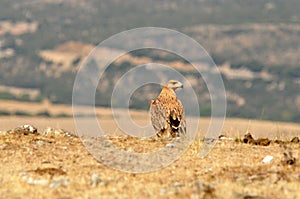 A young imperial eagle