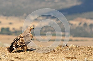 A young imperial eagle