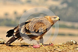 Young imperial eagle poses with food in the field