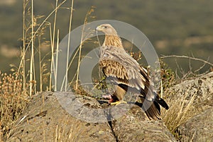 Young imperial eagle poses on a rock photo