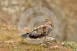 Young imperial eagle rests on its perch