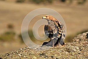 young imperial eagle rests on its perch