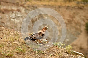 Young imperial eagle rests on its perch