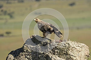 young imperial eagle on the rock in the field