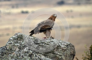 A young imperial eagle