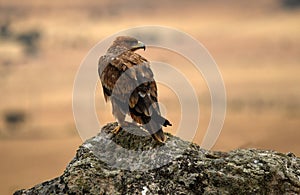 A young imperial eagle