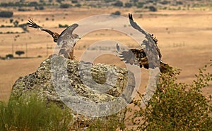 A young imperial eagle