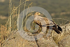 Young imperial eagle watches over rocks photo