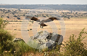 A young imperial eagle