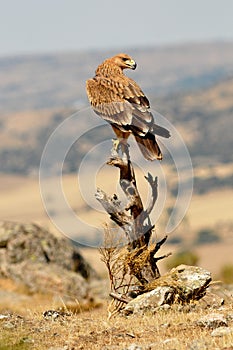A young imperial eagle