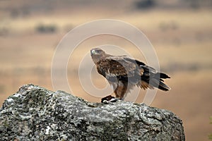 A young imperial eagle