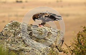 A young imperial eagle