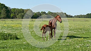 Young impetuous foal gallops around the grazing mare.