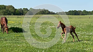 Young impetuous foal gallops around the grazing mare in a spacious green paddock during spring