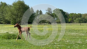 Young impetuous foal gallops around the grazing mare in a spacious green paddock during spring.