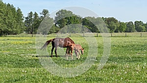 Young impetuous foal gallops around the grazing mare in a spacious green paddock during spring