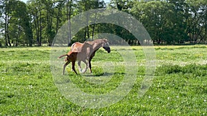 Young impetuous foal plays around the grazing stallion, in a spacious green paddock during spring