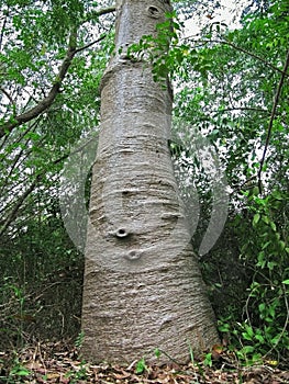 Young Indian baobab