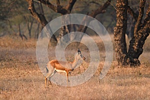 Indian bennetti gazelle or chinkara in Rathnambore National Park, Rajasthan, India