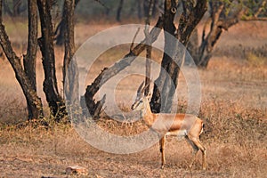Indian bennetti gazelle or chinkara in Rathnambore National Park, Rajasthan, India