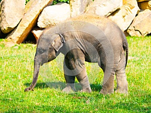 Young indian elephant baby on sunny day
