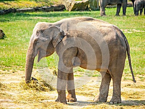 Young indian elephant baby on sunny day