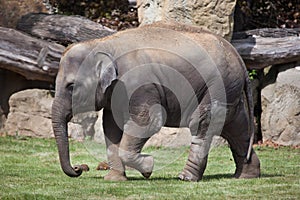 Young Indian elephant (Elephas maximus indicus).
