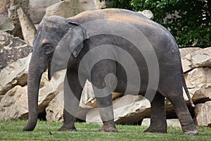 Young Indian elephant (Elephas maximus indicus).