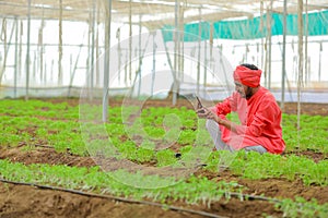 Young indian farmer showing smartphone at polyhouse or greenhouse