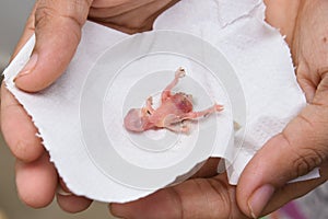 Young Indian girl feeding pet bird budgie chick or baby love bird with her hand