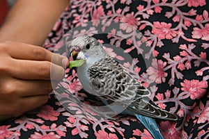 Young Indian girl feeding pet bird budgie chick or baby love bird with her hand