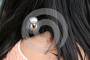 Young Indian girl feeding pet bird budgie chick or baby love bird with her hand