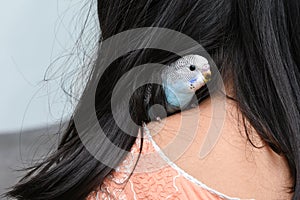 Young Indian girl feeding pet bird budgie chick or baby love bird with her hand