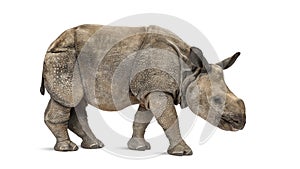 Young Indian one-horned rhinoceros (8 months old) photo