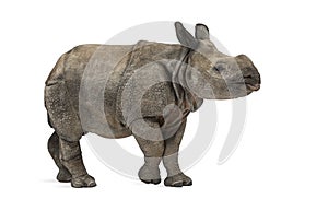 Young Indian one-horned rhinoceros (8 months old)