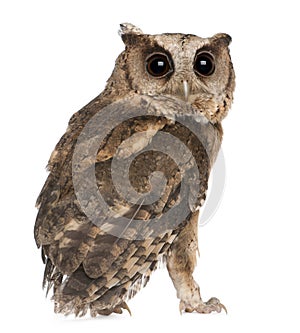 Young Indian Scops Owl, Otus bakkamoena