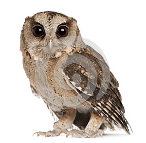 Young Indian Scops Owl, Otus bakkamoena photo