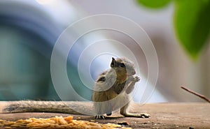 A Young Indian Three-Striped Palm Squirrel - Funambulus Palmarum - Feeding and Standing